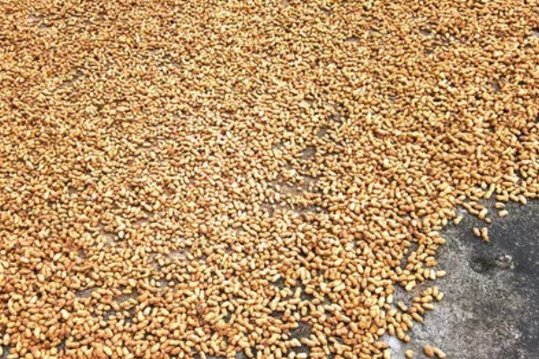 连作花生怎么防治病虫害,选择合适的农药制剂来防治