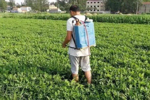 连作花生怎么防治病虫害,选择合适的农药制剂来防治