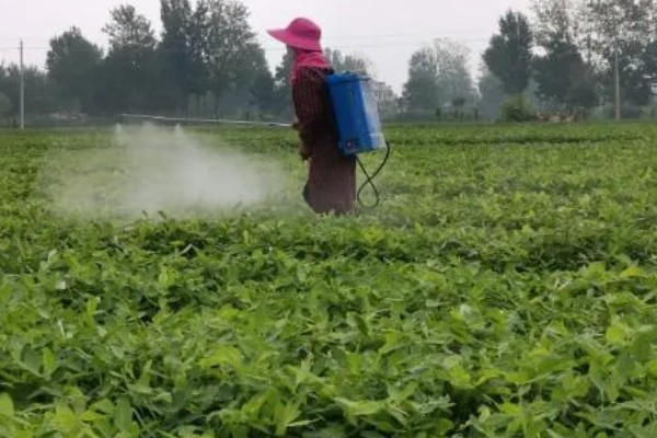 连作花生怎么防治病虫害,选择合适的农药制剂来防治