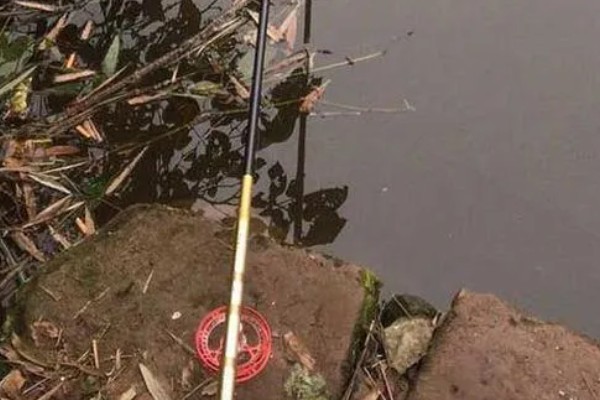谷麦钓法介绍,目标鱼主要是鲫鱼、鲤鱼等