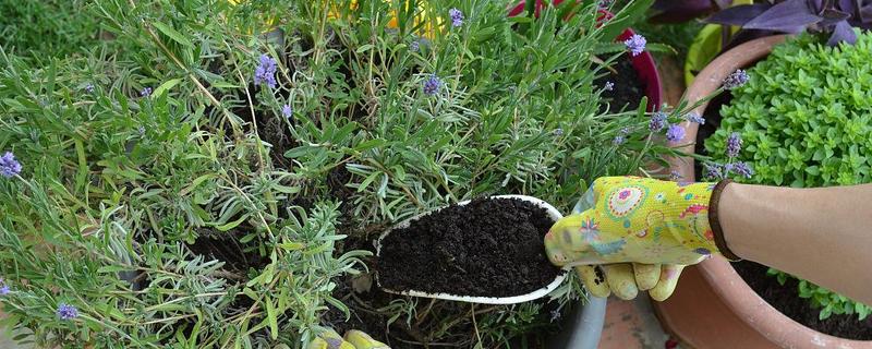 薰衣草怎么浇水，秋季每隔1-2周浇一次