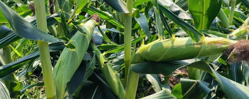 士惠623玉米种简介，生长周期在103天左右