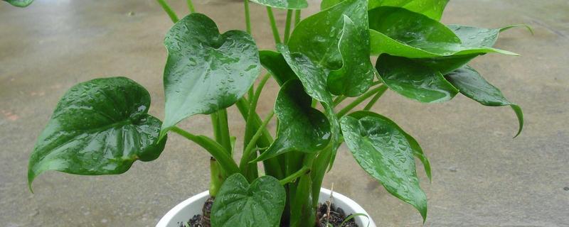 春天怎么养滴水观音，需要为其换盆一次