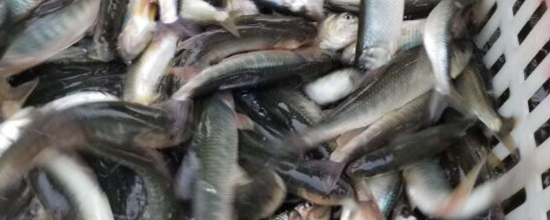 马口鱼的养殖技术，养1个月后通常进行1次分养