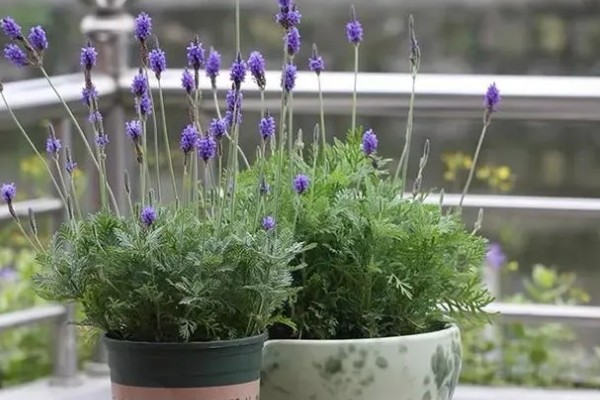 薰衣草怎么浇水，秋季每隔1-2周浇一次