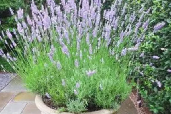 薰衣草怎么浇水，秋季每隔1-2周浇一次