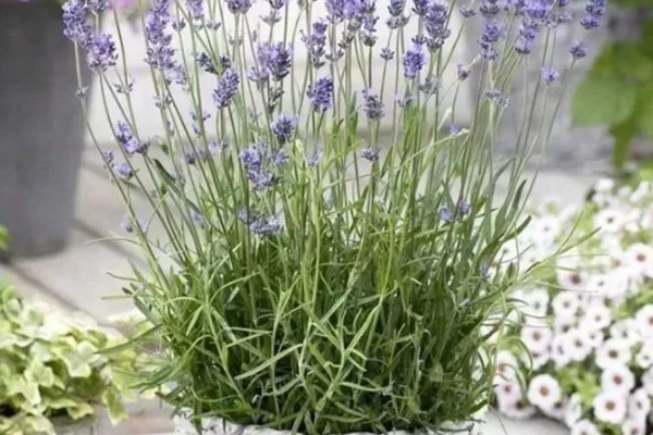 薰衣草怎么浇水，秋季每隔1-2周浇一次