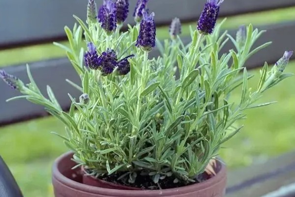 薰衣草怎么浇水，秋季每隔1-2周浇一次