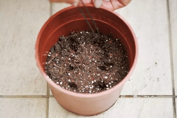 薰衣草怎么浇水，秋季每隔1-2周浇一次