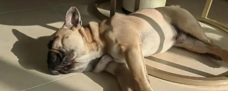 犬细小病毒如何治疗，治疗的期间需要禁食禁水