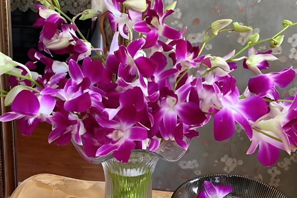 兰科植物的品种，中国兰有春兰、墨兰、蕙兰、建兰和寒兰