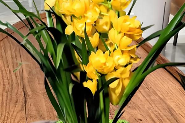 兰科植物的品种，中国兰有春兰、墨兰、蕙兰、建兰和寒兰