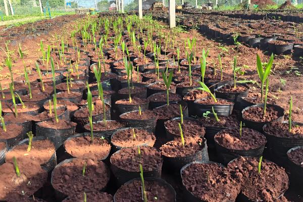 槟榔种子怎么挑选，以椭圆形、长卵形为佳