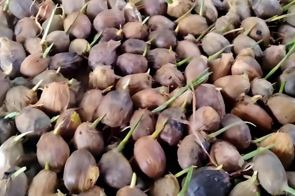 槟榔种子怎么挑选，以椭圆形、长卵形为佳