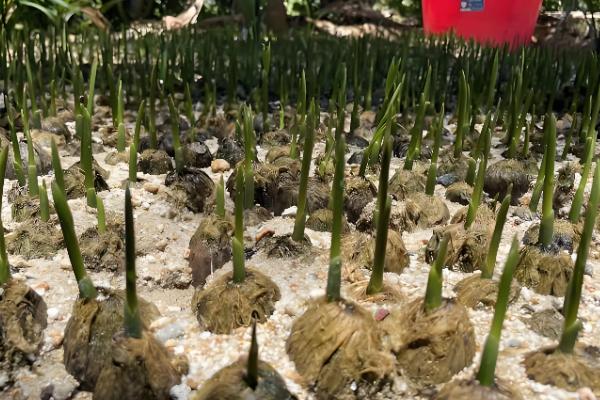 槟榔种子怎么挑选，以椭圆形、长卵形为佳