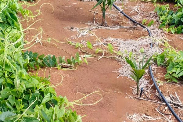 槟榔种子怎么挑选，以椭圆形、长卵形为佳