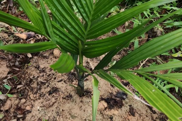 槟榔种子怎么挑选，以椭圆形、长卵形为佳