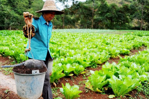 包菜施什么肥料，多使用农家肥