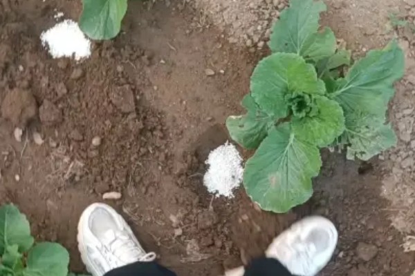包菜施什么肥料，多使用农家肥