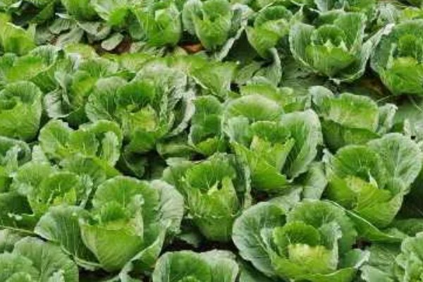 包菜施什么肥料，多使用农家肥