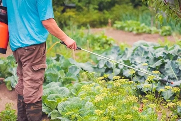 包菜施什么肥料，多使用农家肥