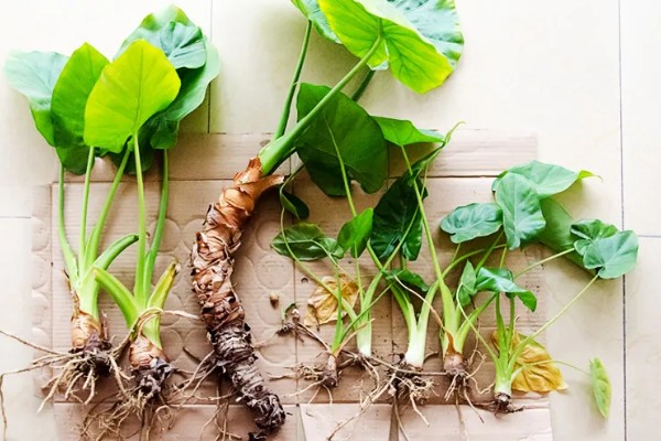 春天怎么养滴水观音，需要为其换盆一次