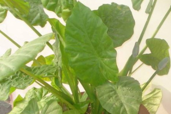 春天怎么养滴水观音，需要为其换盆一次