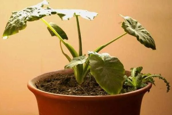 春天怎么养滴水观音，需要为其换盆一次