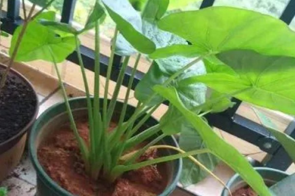 春天怎么养滴水观音，需要为其换盆一次