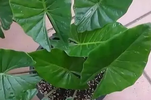 春天怎么养滴水观音，需要为其换盆一次