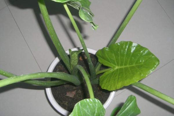 春天怎么养滴水观音，需要为其换盆一次