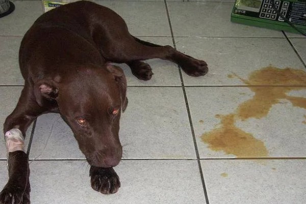 犬细小病毒如何治疗，治疗的期间需要禁食禁水