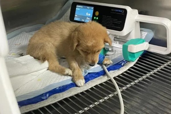 犬细小病毒如何治疗，治疗的期间需要禁食禁水