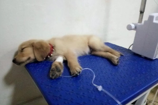 犬细小病毒如何治疗，治疗的期间需要禁食禁水