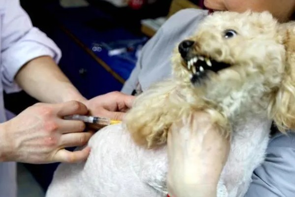 犬细小病毒如何治疗，治疗的期间需要禁食禁水