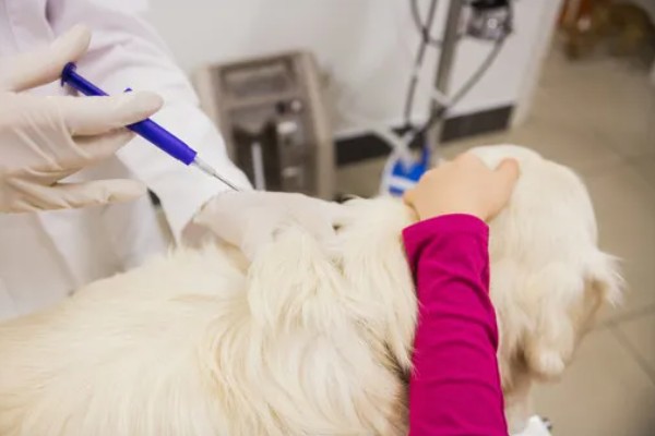 犬细小病毒如何治疗，治疗的期间需要禁食禁水