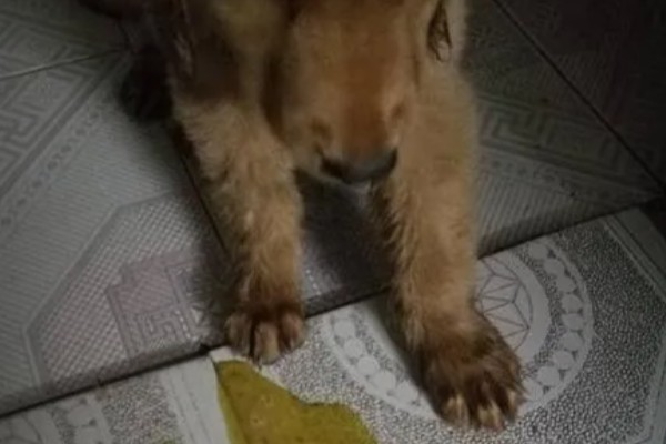 犬细小病毒如何治疗，治疗的期间需要禁食禁水