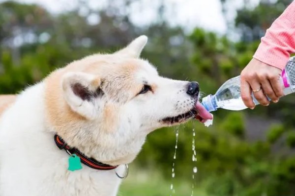 犬细小病毒如何治疗，治疗的期间需要禁食禁水