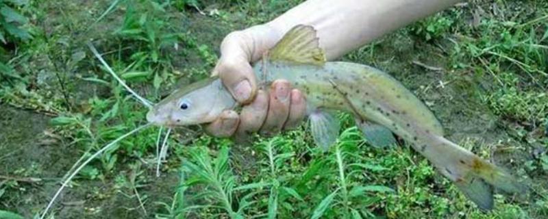 钳鱼的特点，身体较长且前部宽于后部