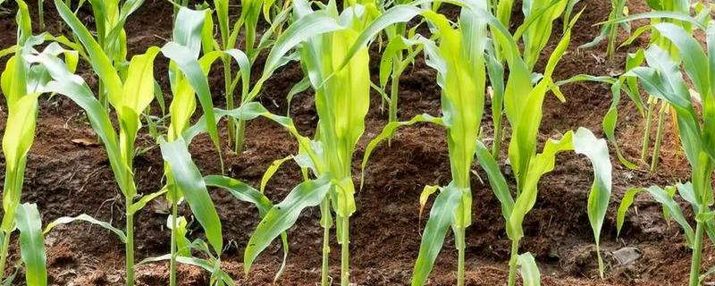 玉米下部叶片黄枯如何治疗，可喷施叶枯灵等