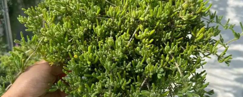 枝干番杏如何养殖，选择透气性能好的瓦盆种植