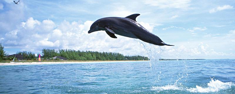 海豚是不是群居动物，属于哺乳类群居动物