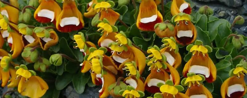 蒲包花怎么养殖，定期通风才能让它健康生长