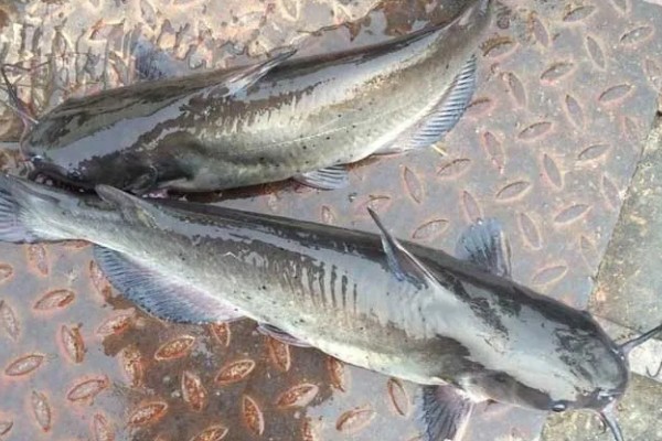 钳鱼的特点，身体较长且前部宽于后部