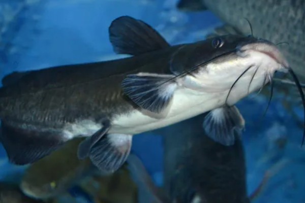 钳鱼的特点，身体较长且前部宽于后部