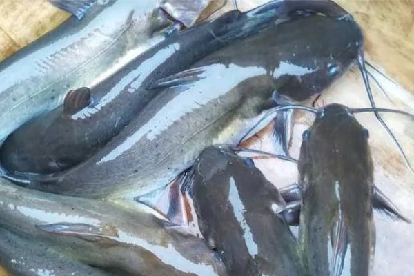 钳鱼的特点，身体较长且前部宽于后部