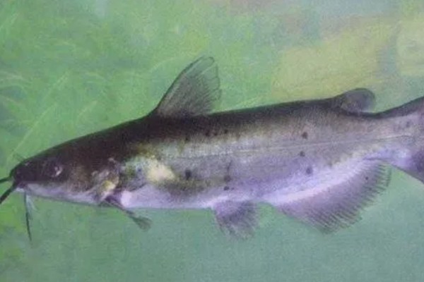 钳鱼的特点，身体较长且前部宽于后部