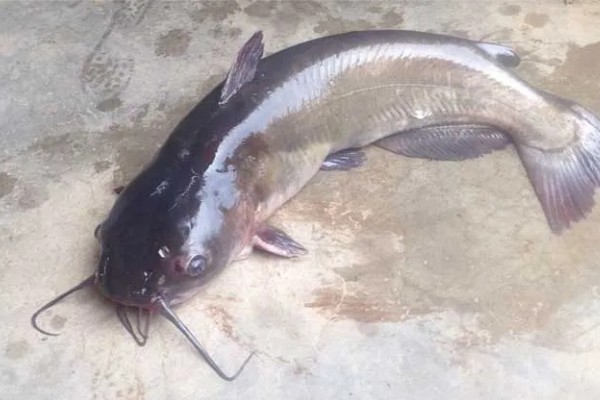 钳鱼的特点，身体较长且前部宽于后部