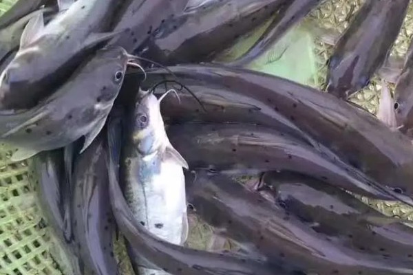 钳鱼的特点，身体较长且前部宽于后部