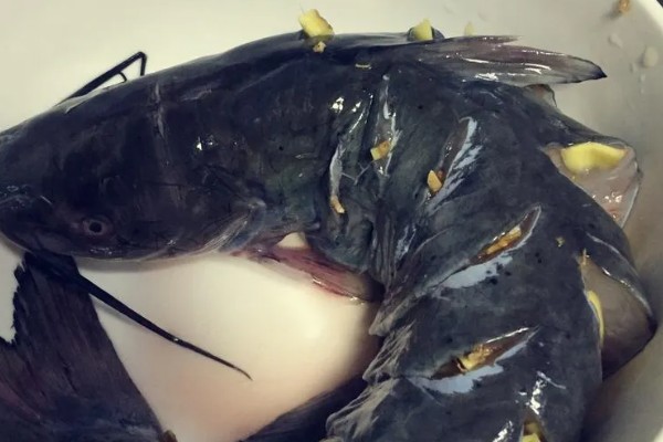 钳鱼的特点，身体较长且前部宽于后部